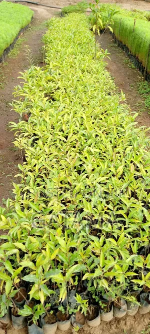 Prunus Africana/Ntasesa Seedlings