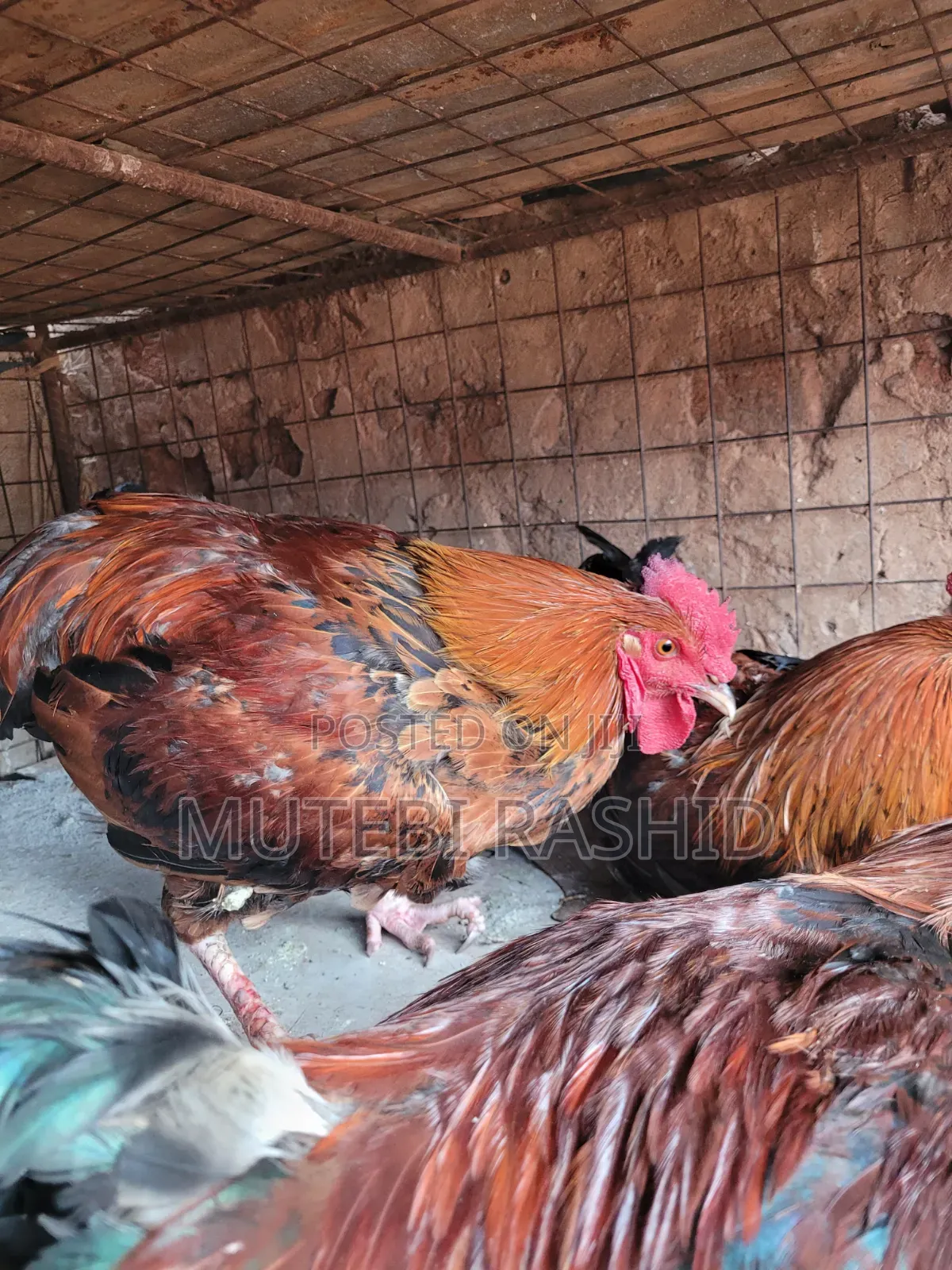 Rashid Poultry Meat