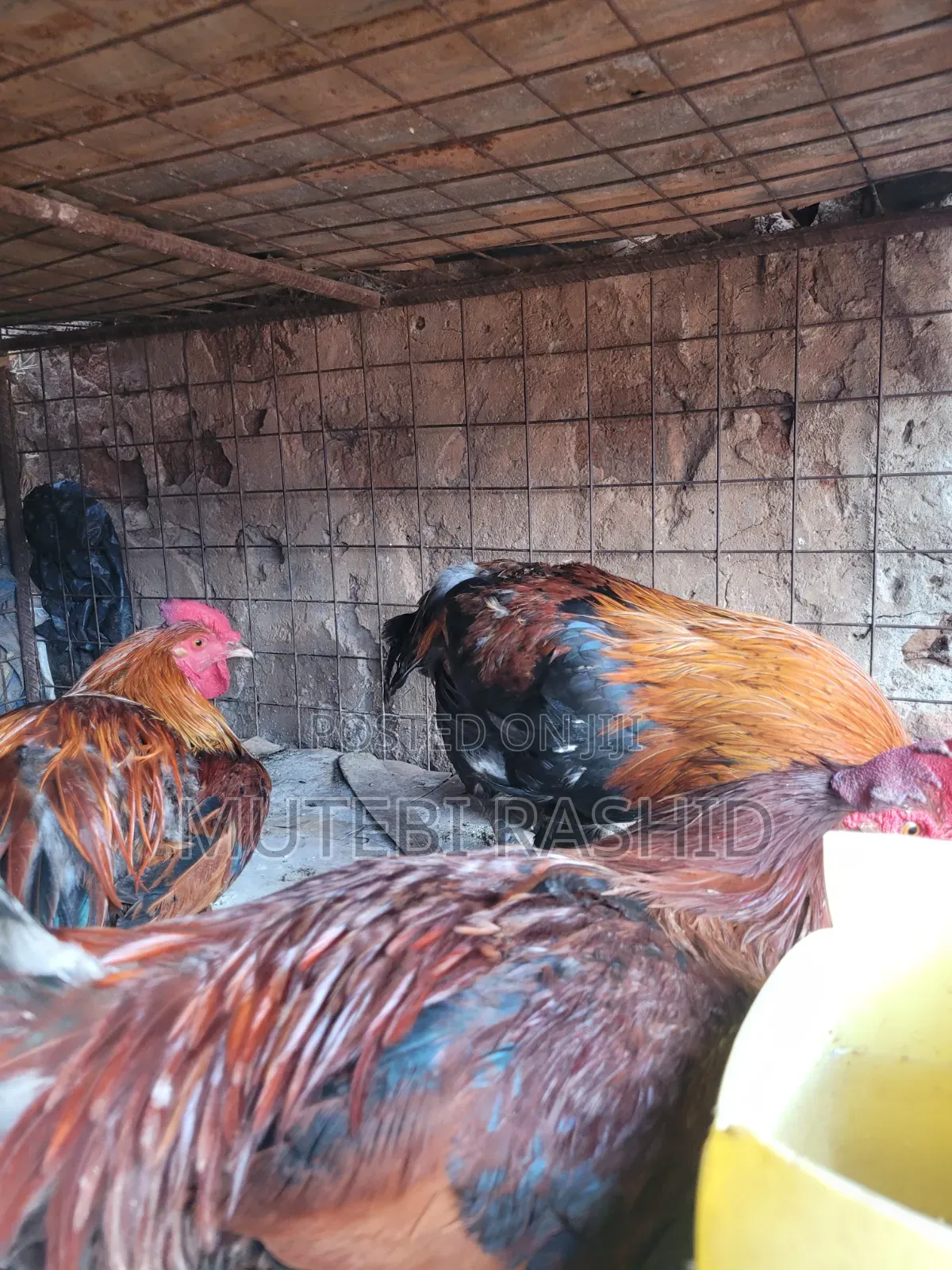 Rashid Poultry Meat