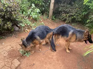 6-12 months Male Purebred German Shepherd