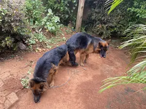 6-12 months Male Purebred German Shepherd