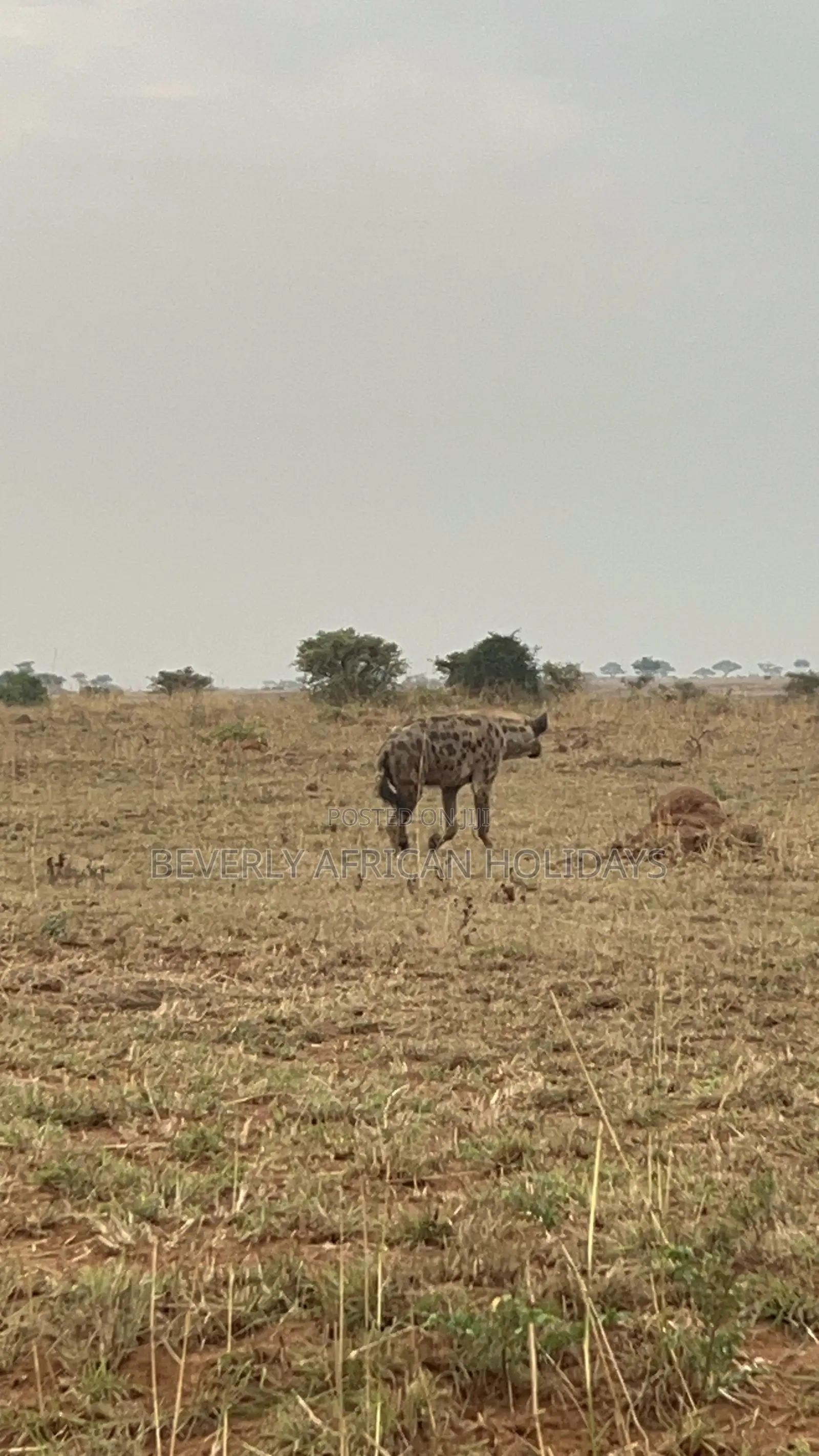 3 Days Murchison Falls Safari