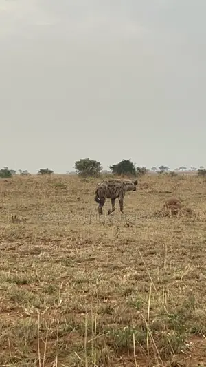 3 Days Murchison Falls Safari