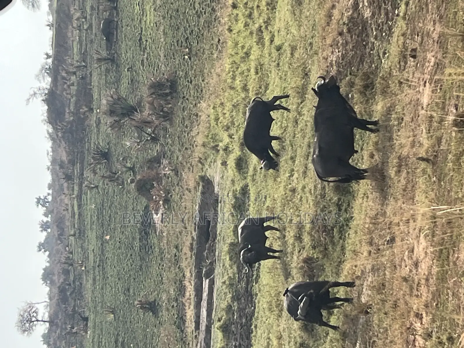 3 Days Murchison Falls Safari