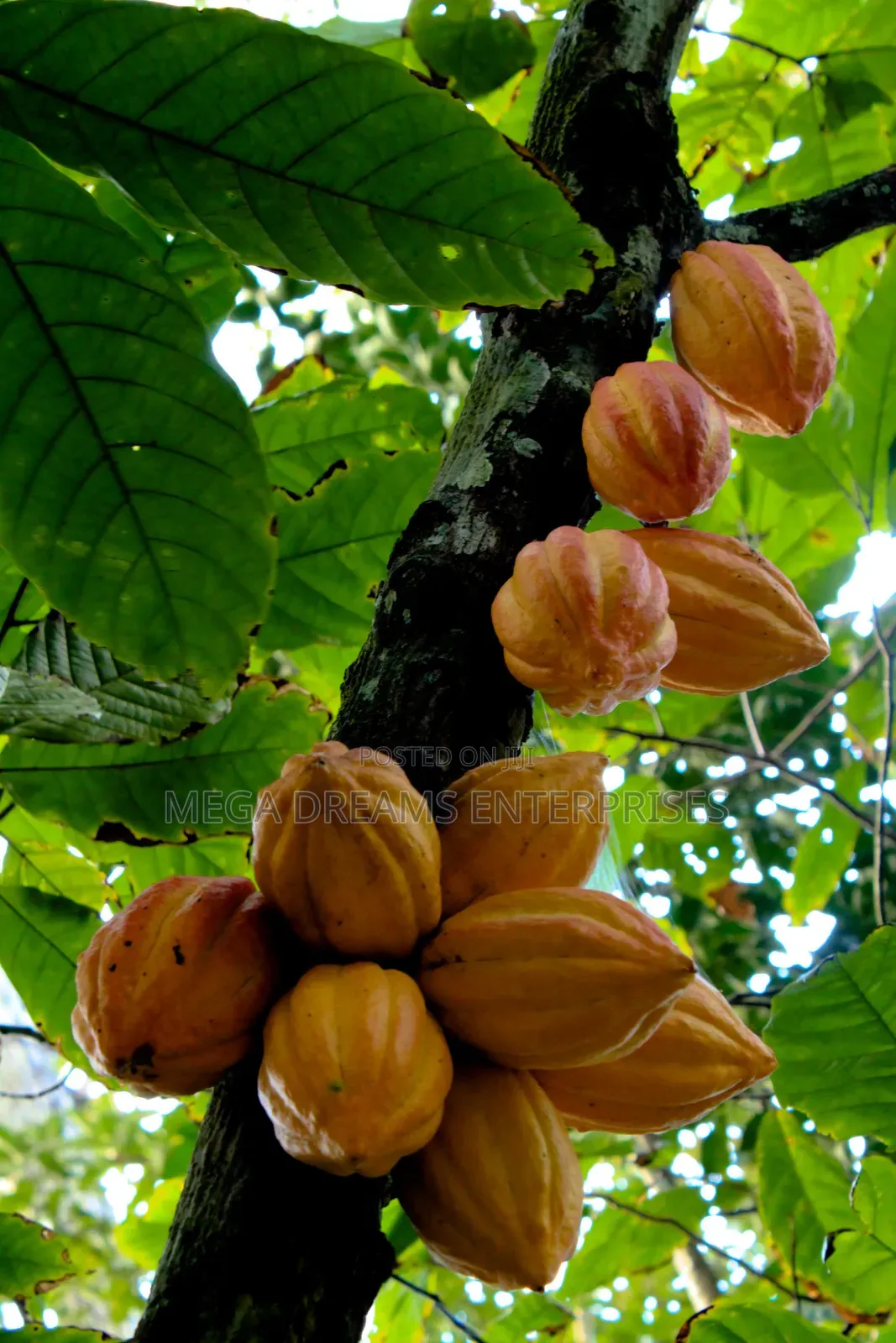 Cocoa Seedlings