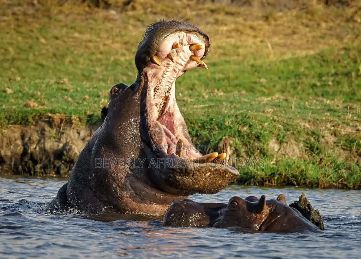 3 Days Queen Elizabeth National Park