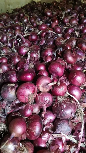 Onions Sales Fresh and Dry