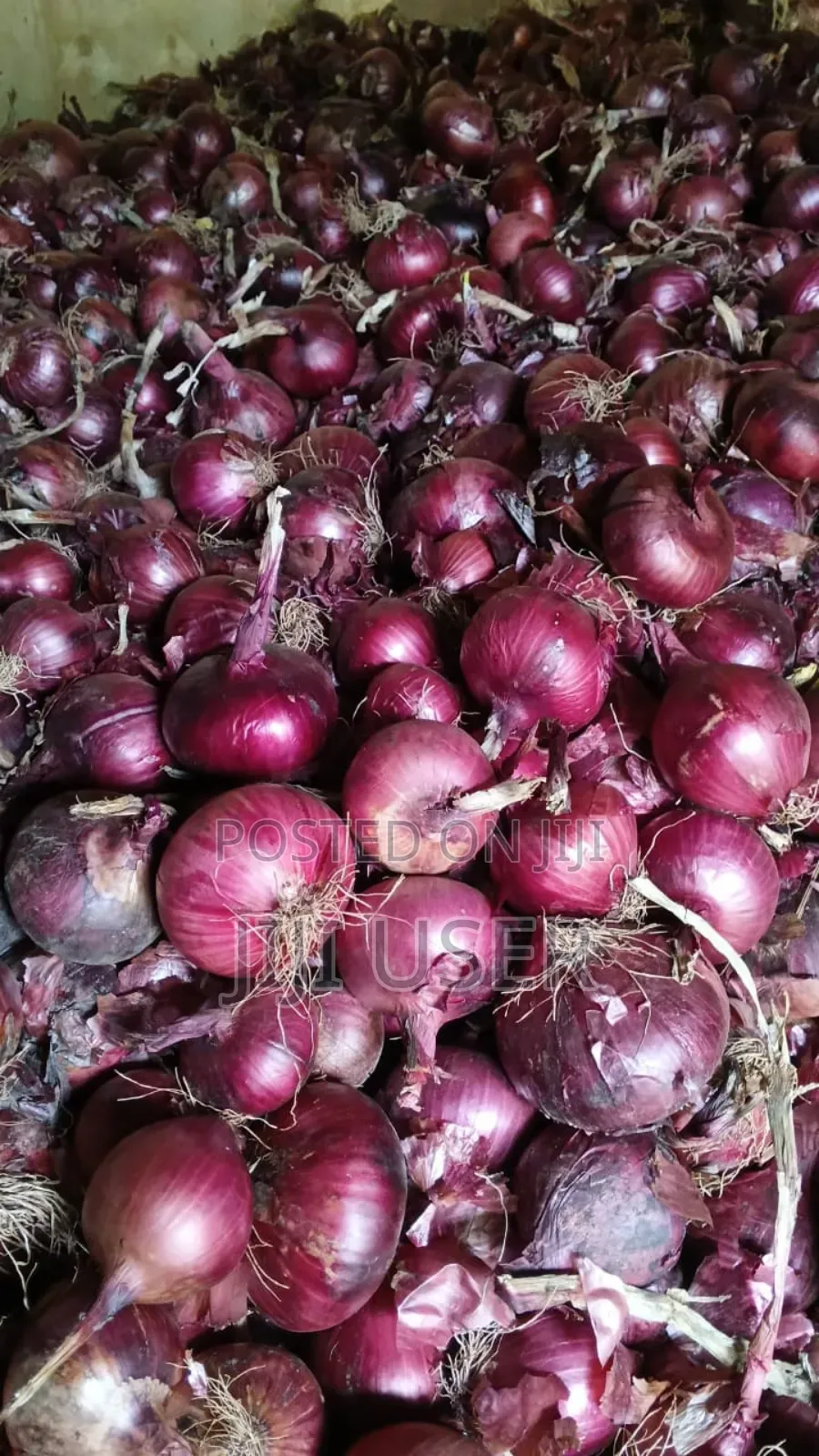 Onions Sales Fresh and Dry