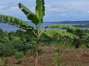 2 Acres Lake View for Sale at Mukono Buwoya 35m Per