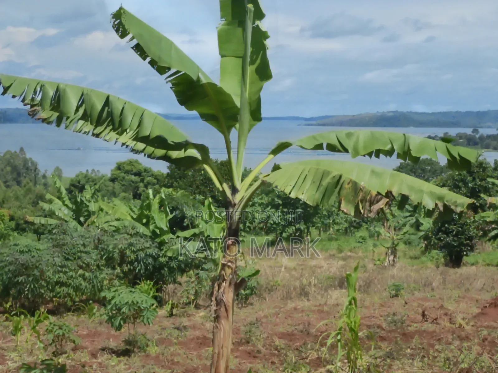 2 Acres Lake View for Sale at Mukono Buwoya 35m Per
