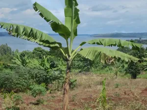 2 Acres Lake View for Sale at Mukono Buwoya 35m Per