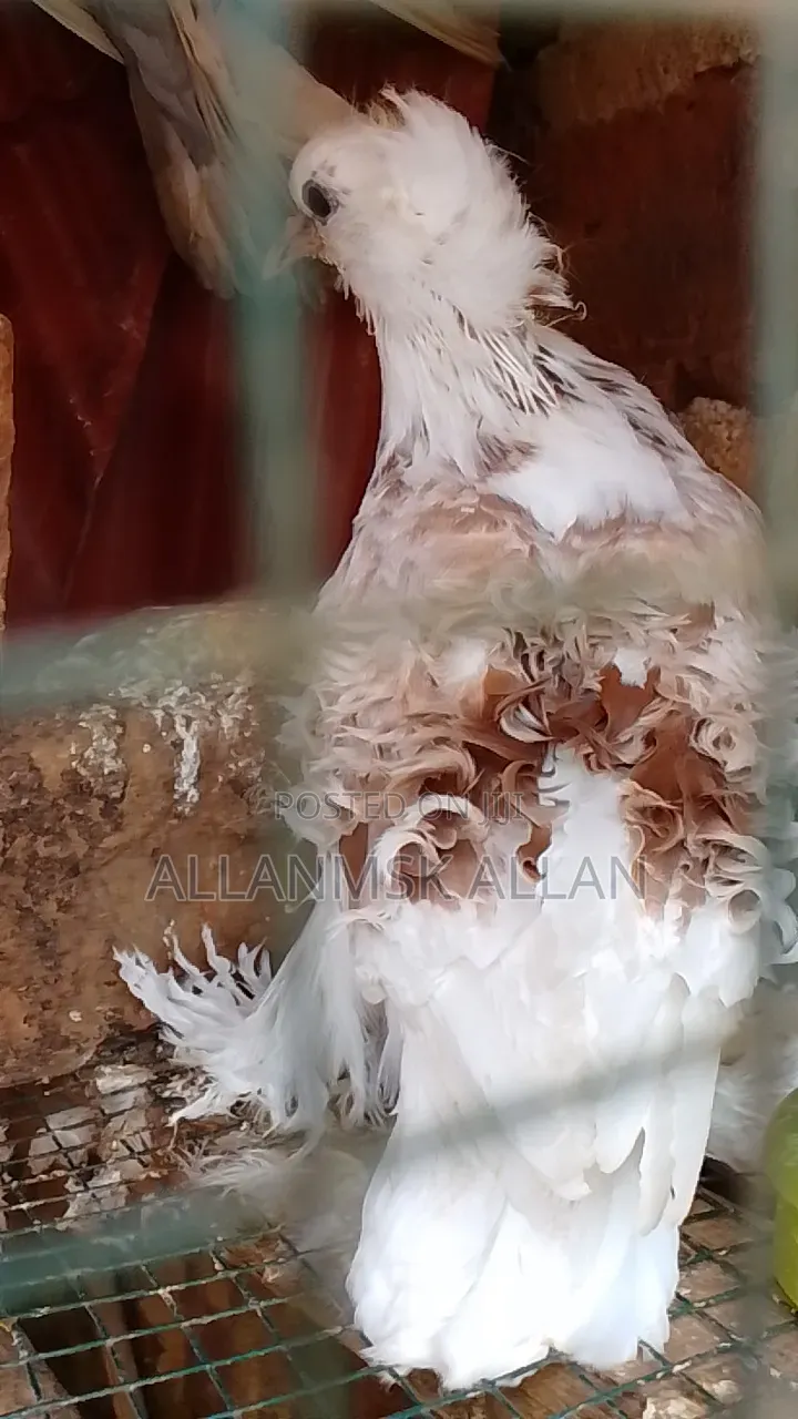 Quality Pigeons