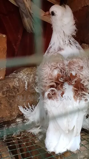 Quality Pigeons