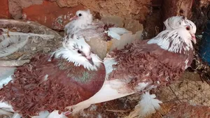 Quality Pigeons