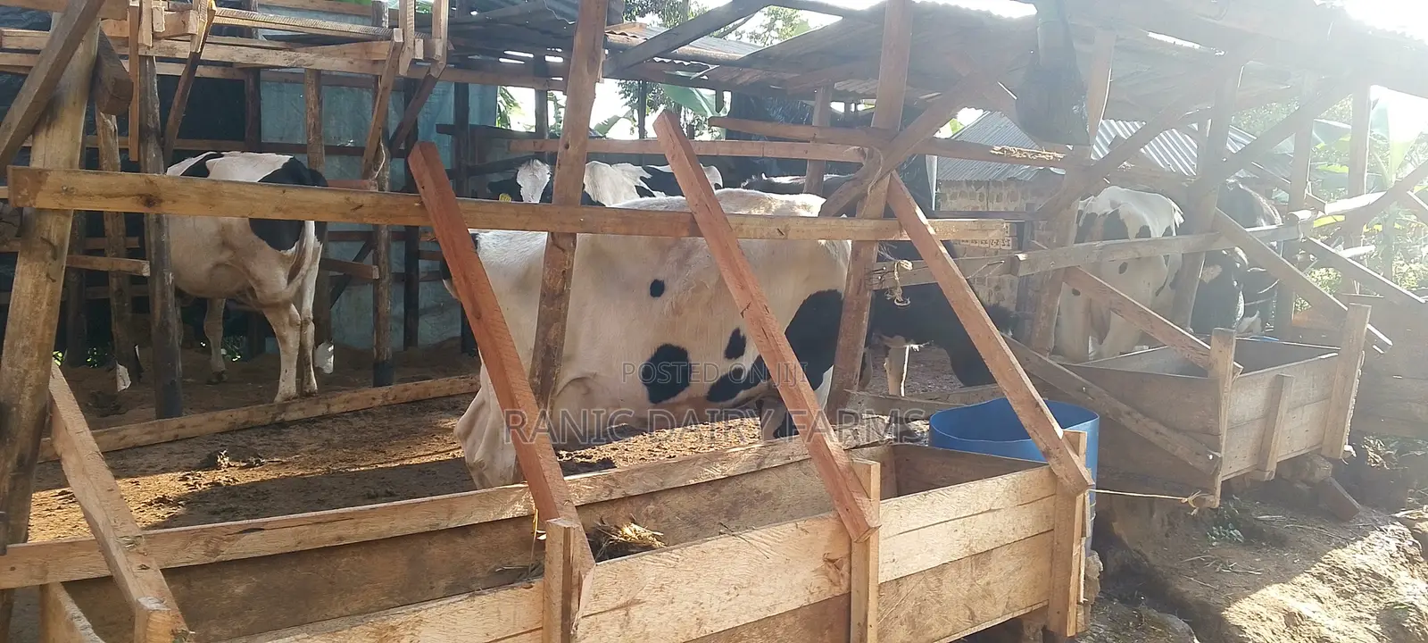 High Producing Cows For Sale From Kenya