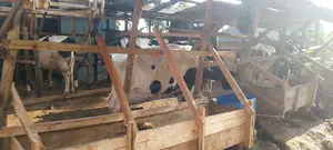High Producing Cows For Sale From Kenya
