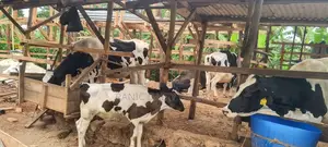 High Producing Cows For Sale From Kenya