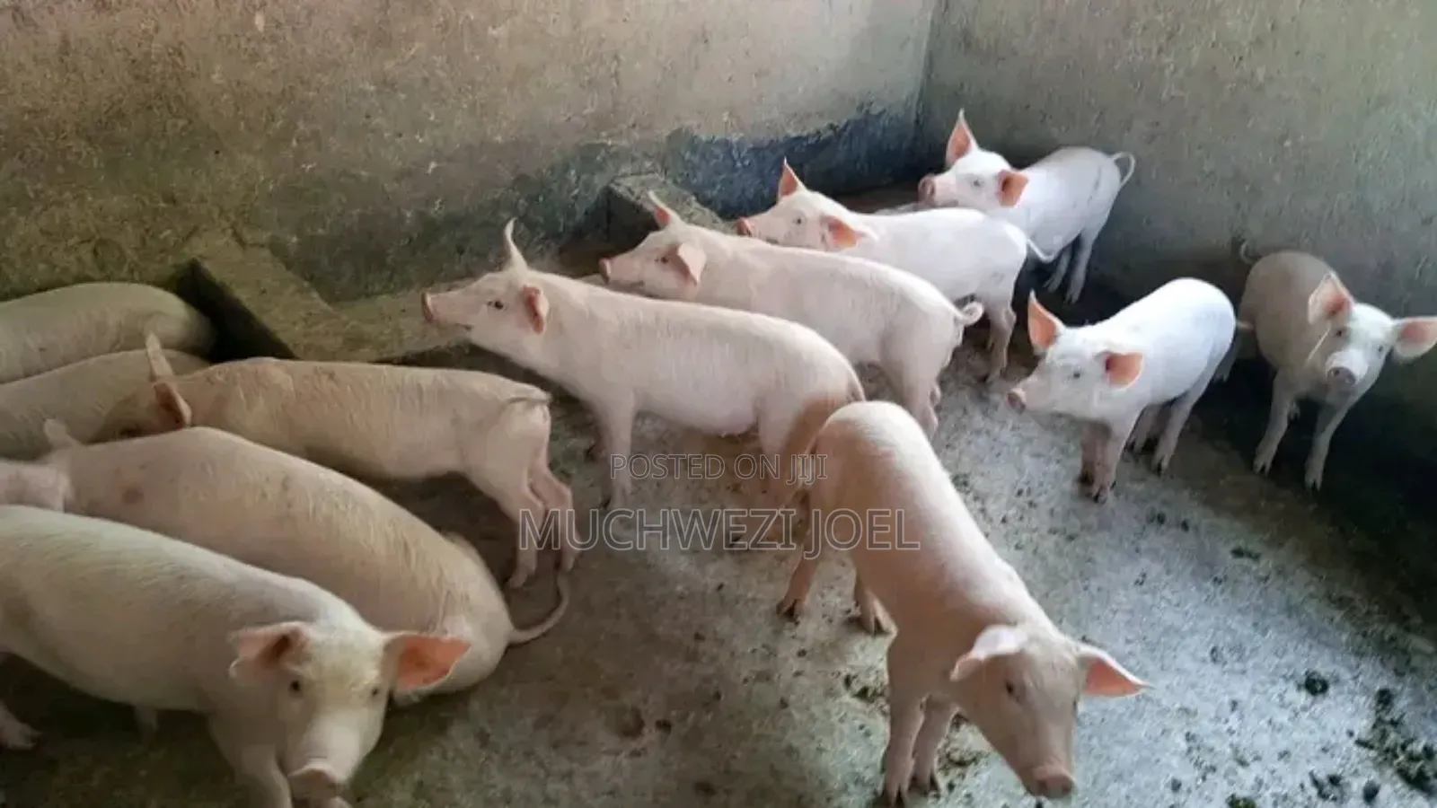 Piglets Available for Sale