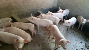 Piglets Available for Sale