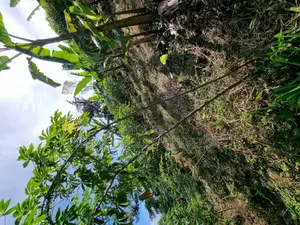 Land for Sale in Katende