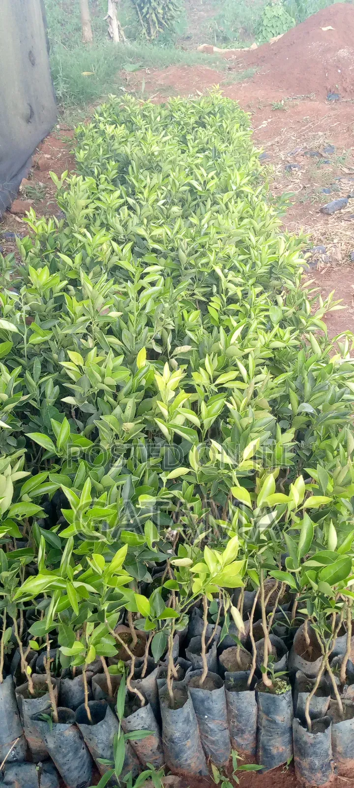 Tangerine/Mangada Seedlings