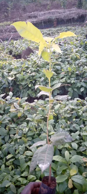 Plant Cocoa Plant Money