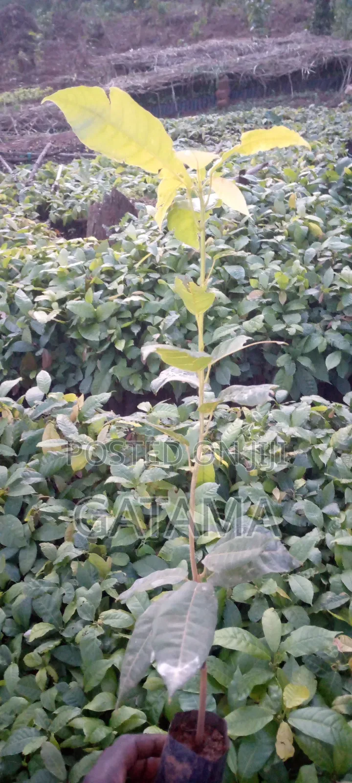 Plant Cocoa Plant Money