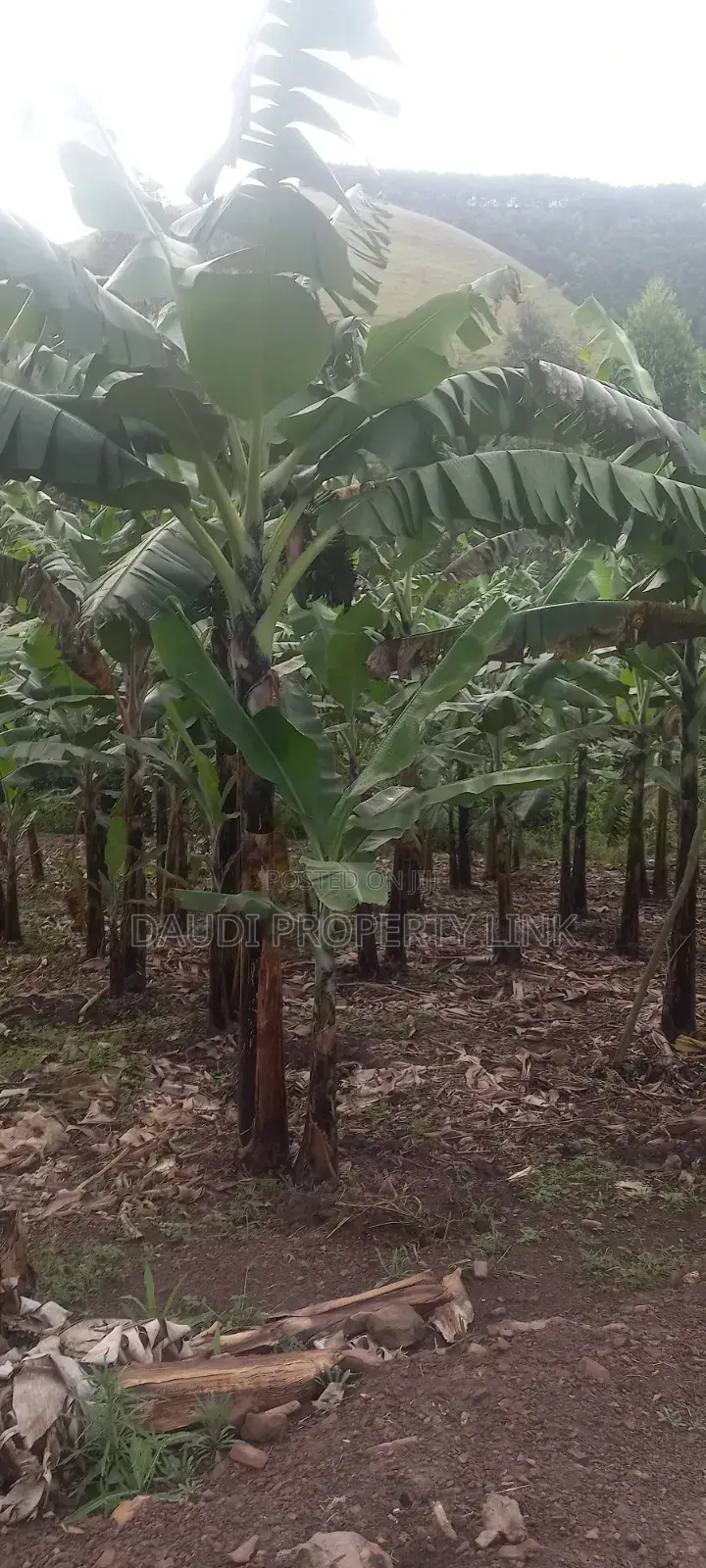 1 Acre of Banana Plantation in Mbarara City.