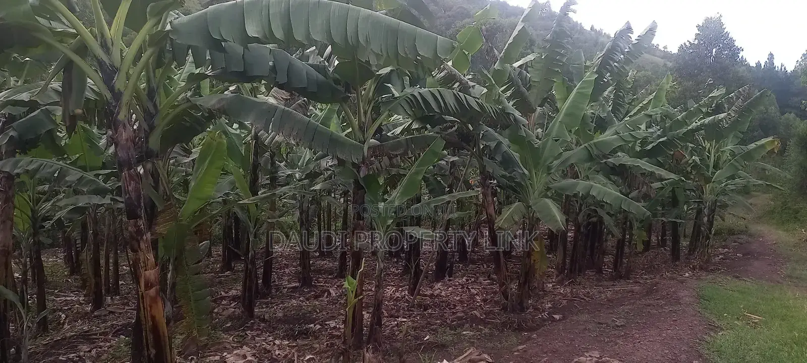 1 Acre of Banana Plantation in Mbarara City.