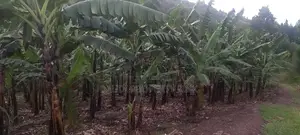 1 Acre of Banana Plantation in Mbarara City.