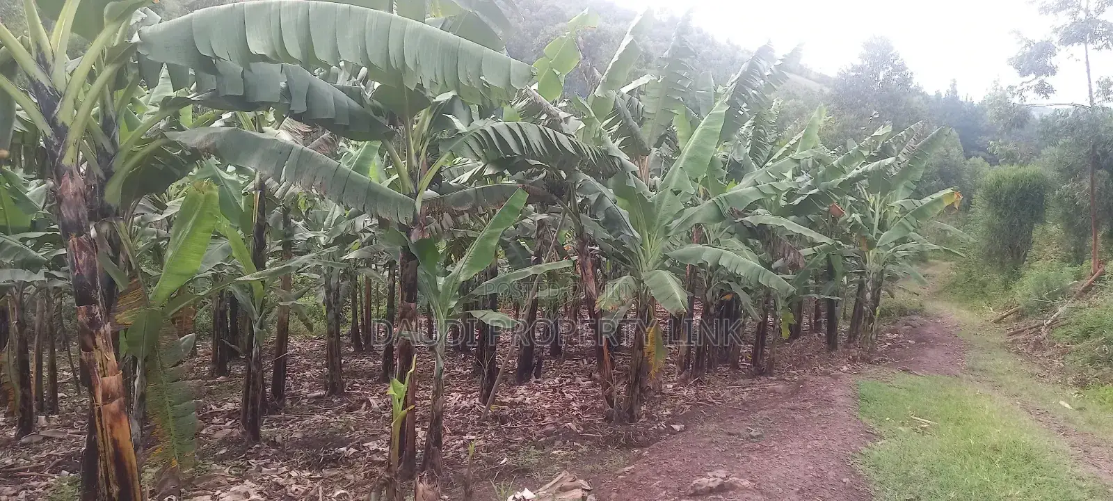 1 Acre of Banana Plantation in Mbarara City.