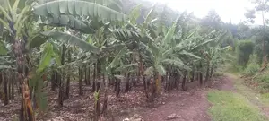 1 Acre of Banana Plantation in Mbarara City.