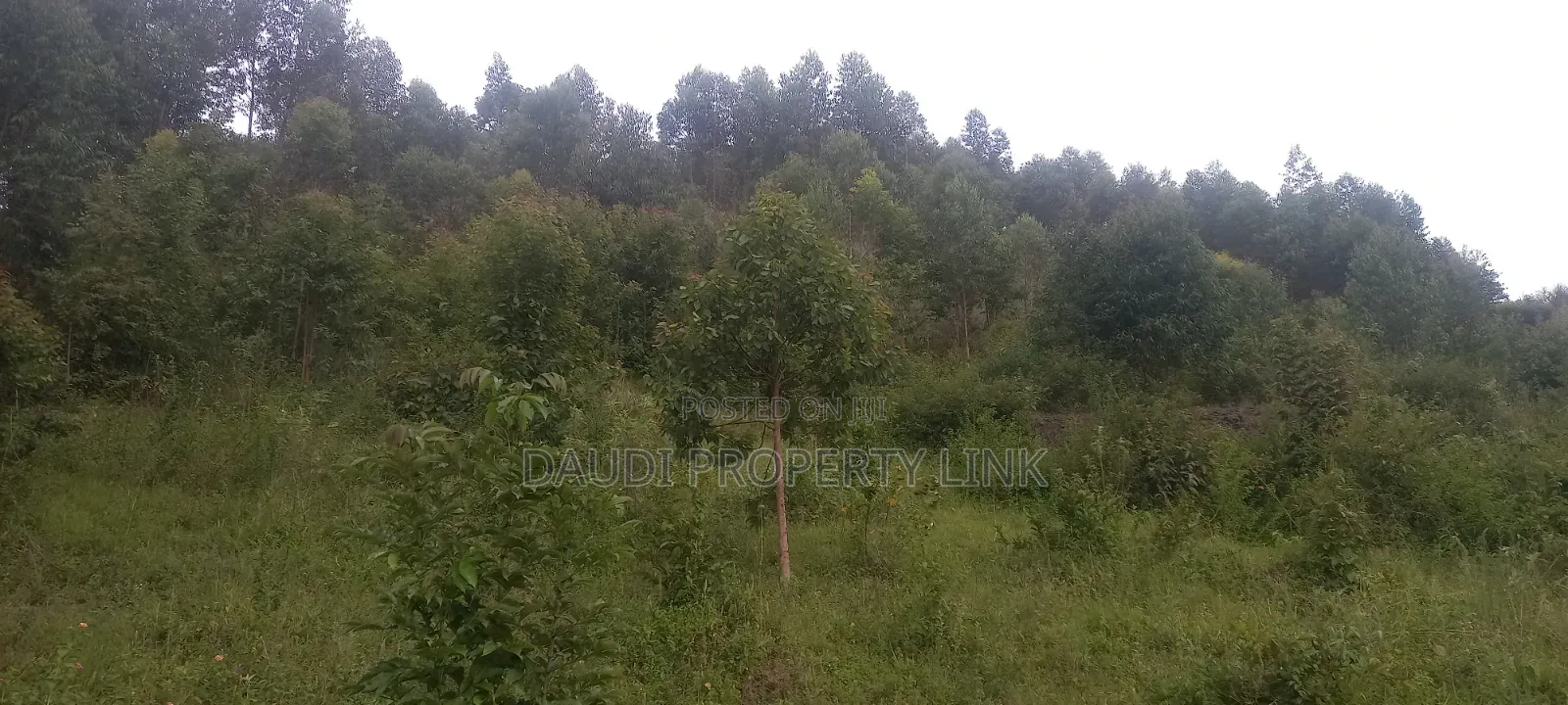 1⁄2 Acre (50 Decimals) on Sale