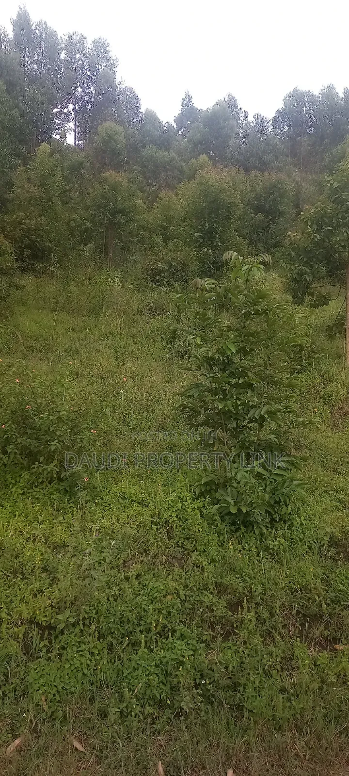 1⁄2 Acre (50 Decimals) on Sale