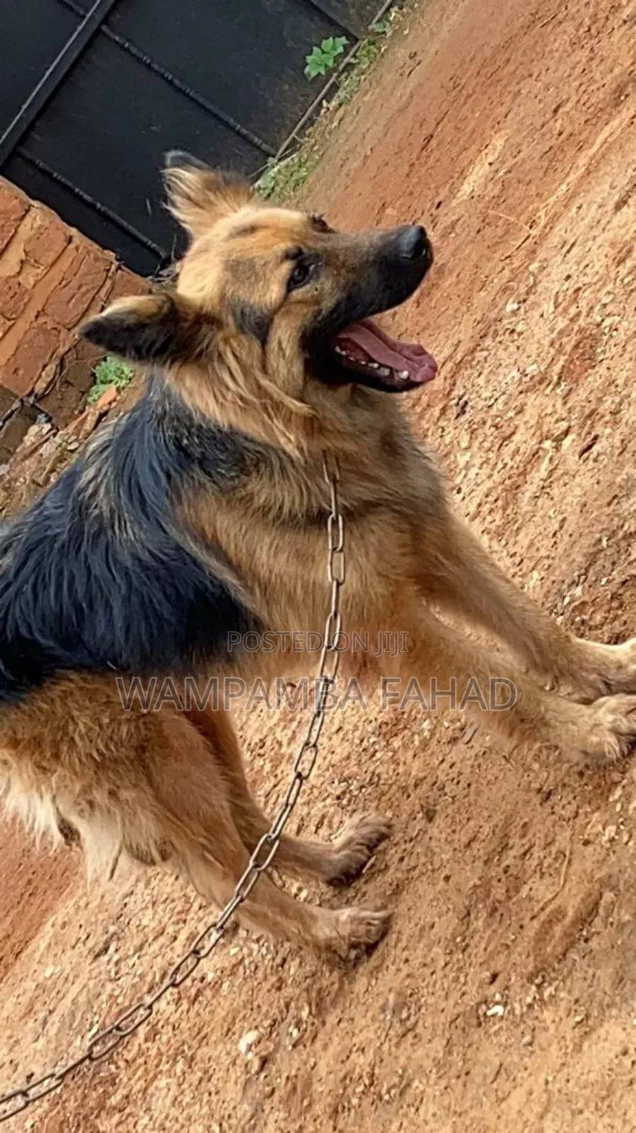 1+ year Male Purebred German Shepherd