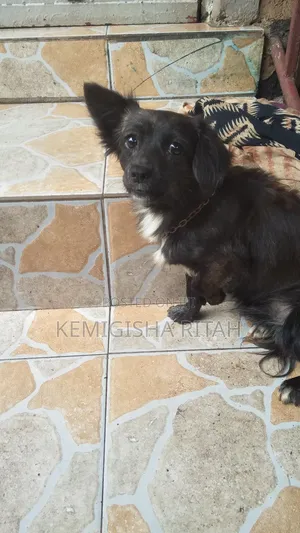 6-12 months Male Mixed Breed Schipperke
