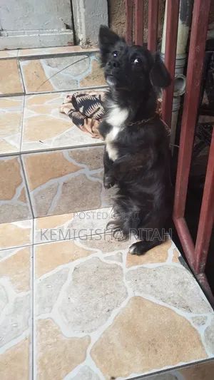 6-12 months Male Mixed Breed Schipperke