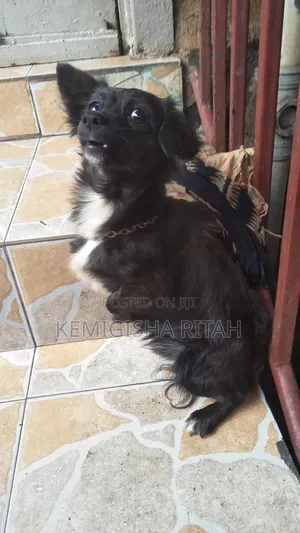 6-12 months Male Mixed Breed Schipperke