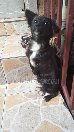 6-12 months Male Mixed Breed Schipperke
