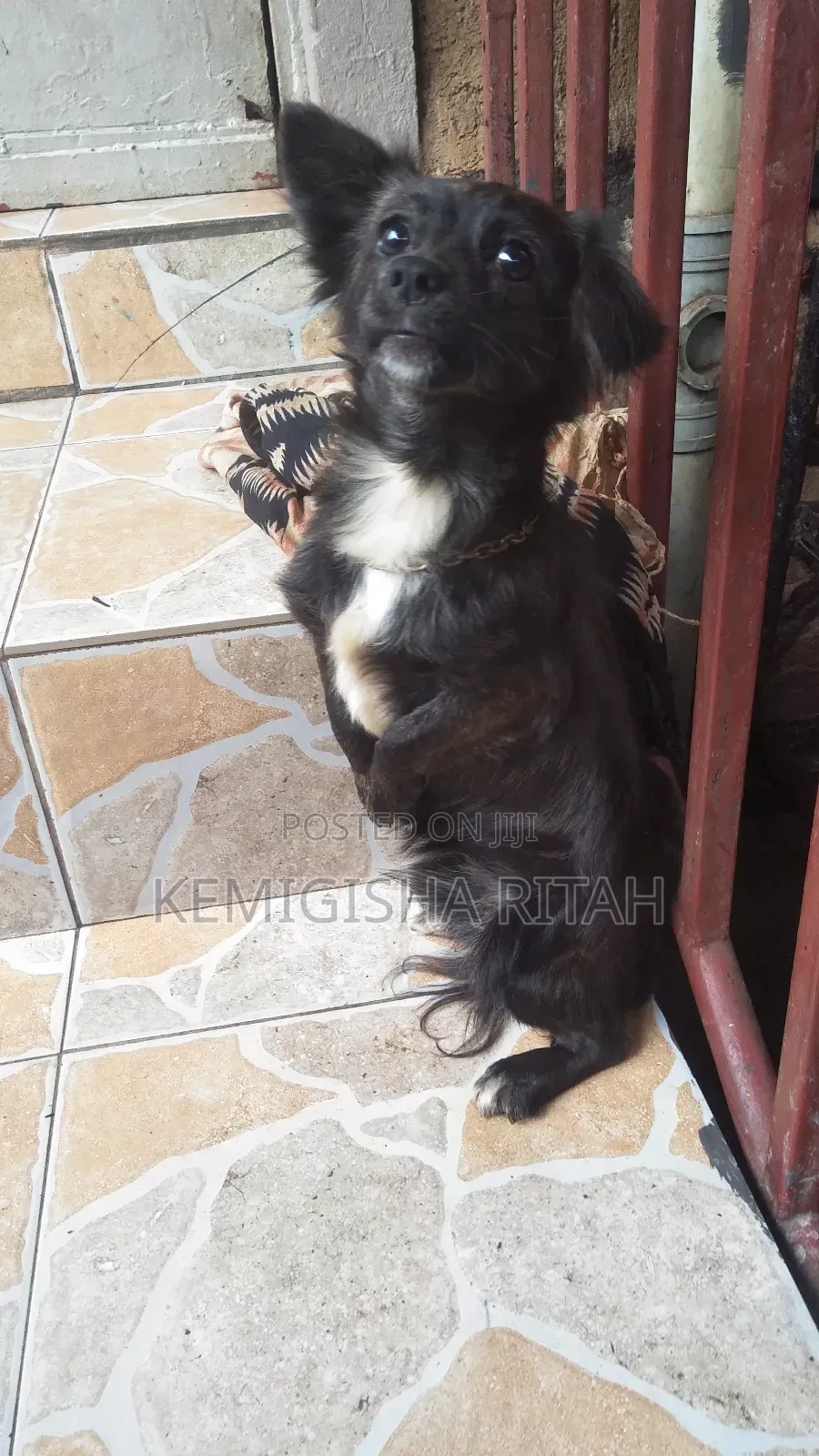 6-12 months Male Mixed Breed Schipperke