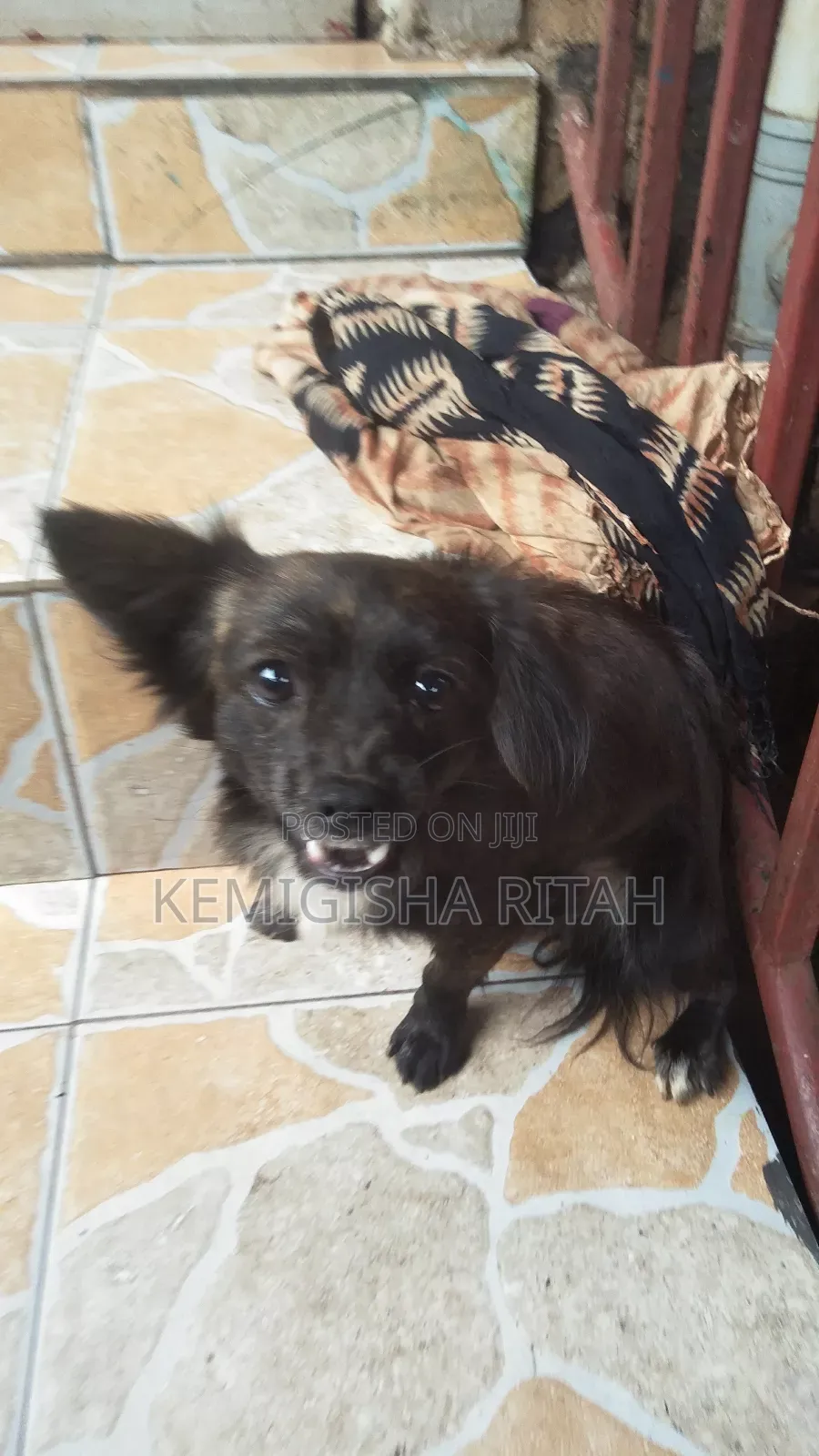 6-12 months Male Mixed Breed Schipperke