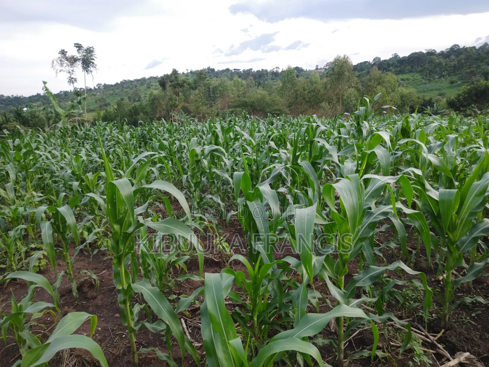 4 Acres Fertile Titled Land for Sale at Semuto