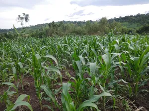 4 Acres Fertile Titled Land for Sale at Semuto