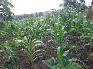 4 Acres Fertile Titled Land for Sale at Semuto
