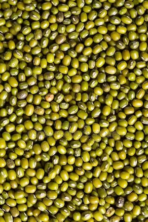 Chiroko Seeds