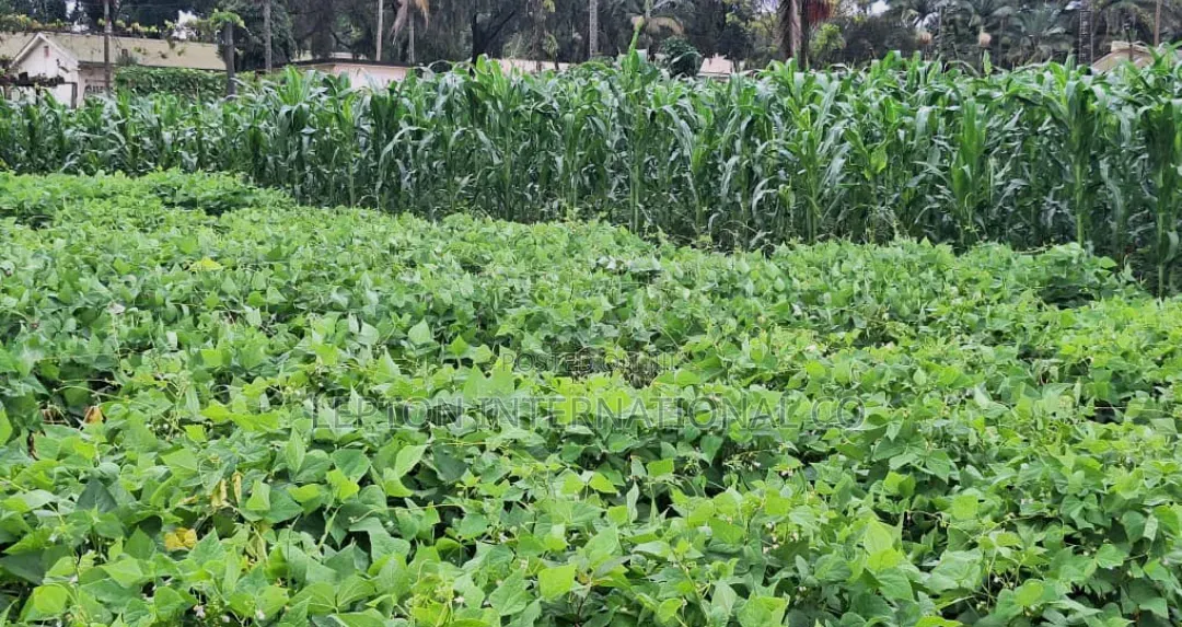 100 × 100 in Kira Namugongo for Sale With a Ready Title