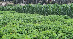 100 × 100 in Kira Namugongo for Sale With a Ready Title