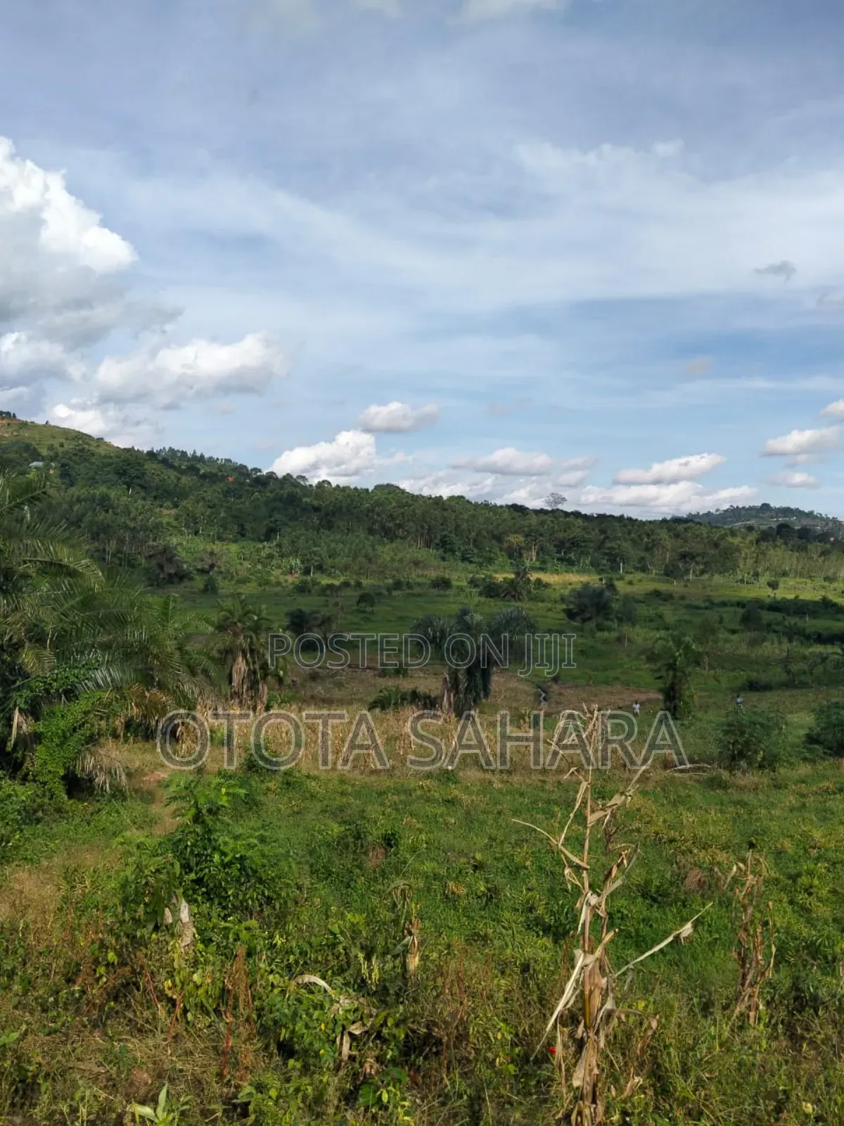 Mukono : Namataba : 4 Acres for Sale. Each Ugx 47m