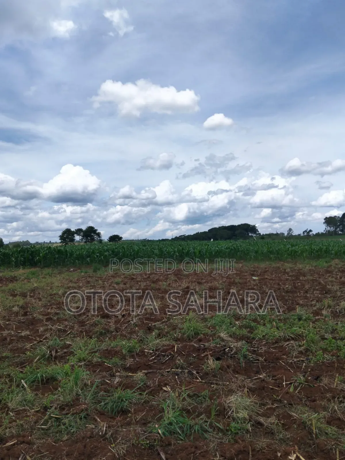 Mukono : Kayanja : For Sale 11 Acres. Each Ugx 20m