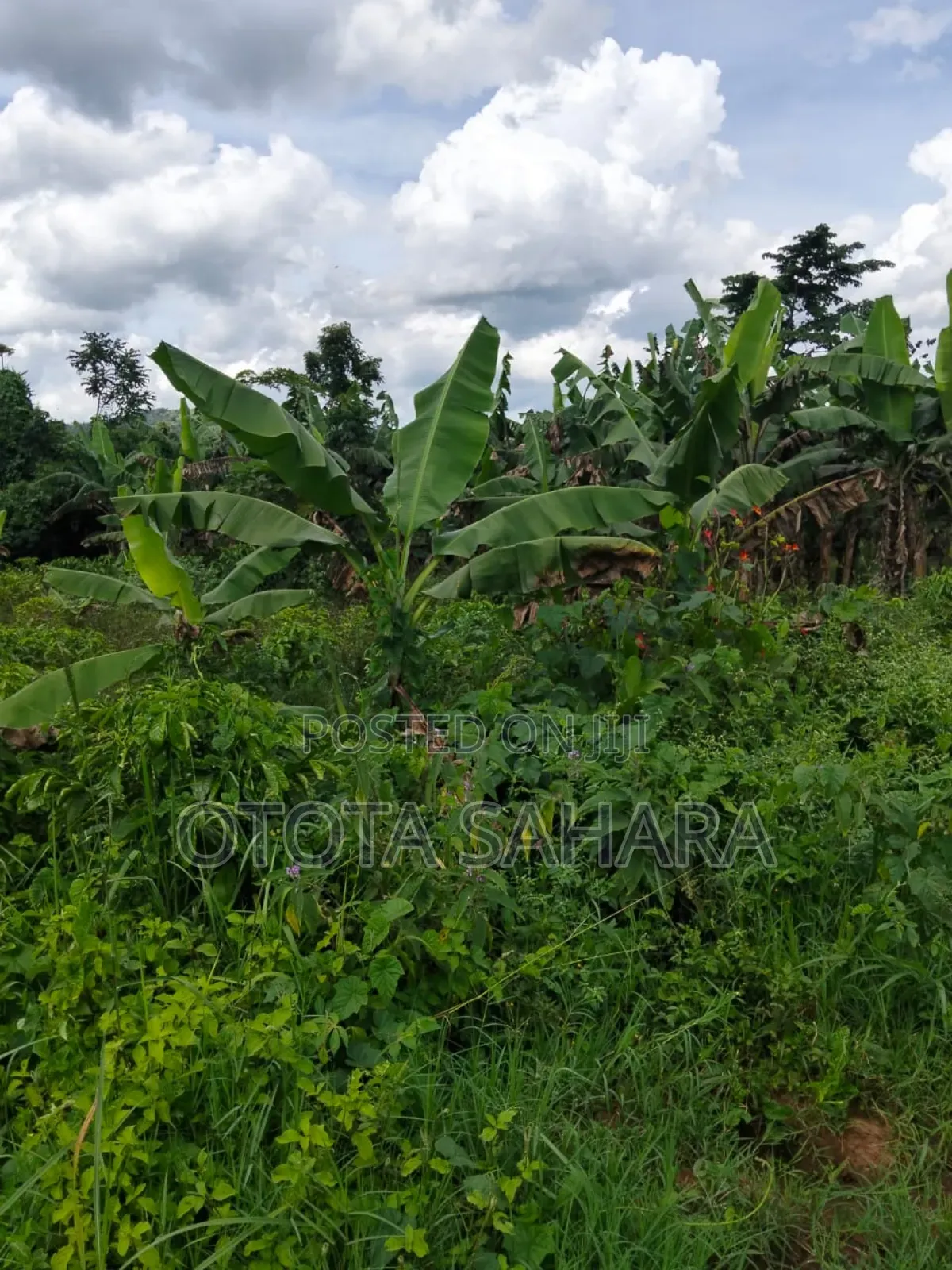 Mukono : Kayanja : 50 by 100 at Ugx 12m